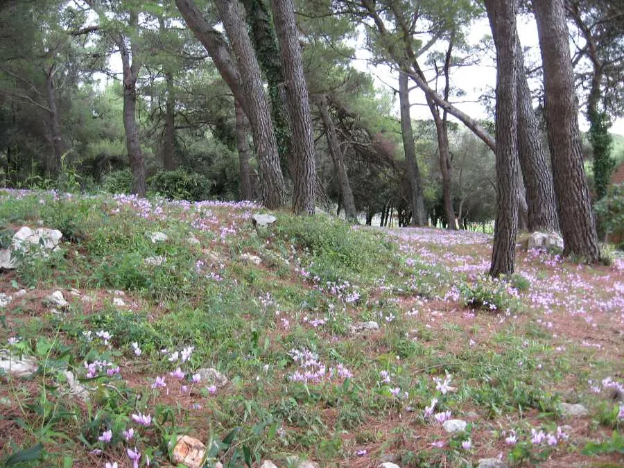 plavi horizonti